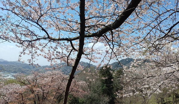 桜の木