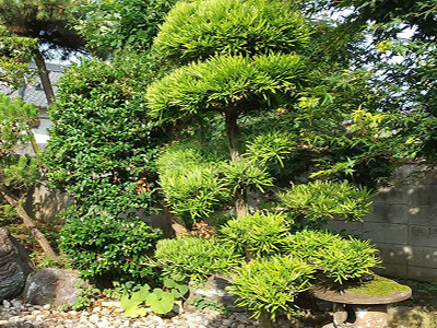 庭園