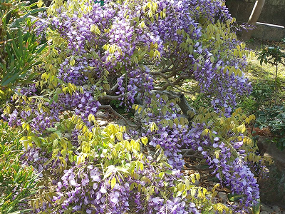 庭園